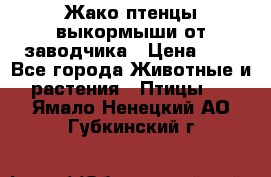 Жако птенцы выкормыши от заводчика › Цена ­ 1 - Все города Животные и растения » Птицы   . Ямало-Ненецкий АО,Губкинский г.